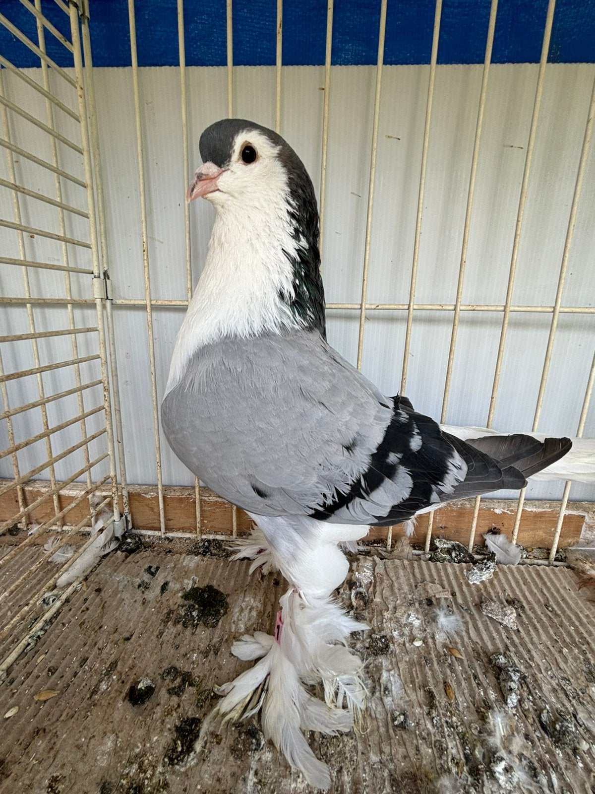 Lahore sierduiven, Dieren en Toebehoren, Meerdere dieren, Overige soorten