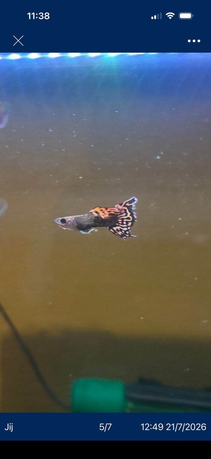 Prachtige Dumbo Ear Red Dragon Guppies