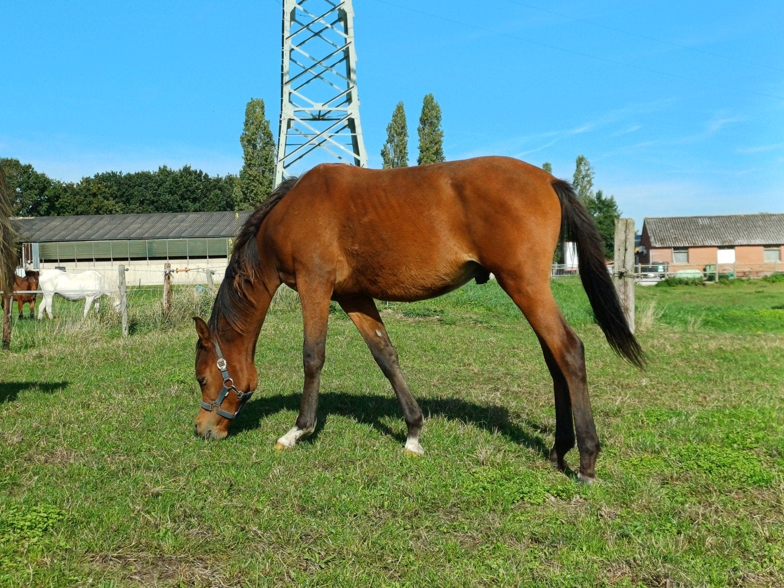 2 jaarling hengsten D/E pony's