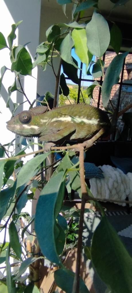 Kameleon furcifer pardalis, Dieren en Toebehoren, Hagedis, 0 tot 2 jaar
