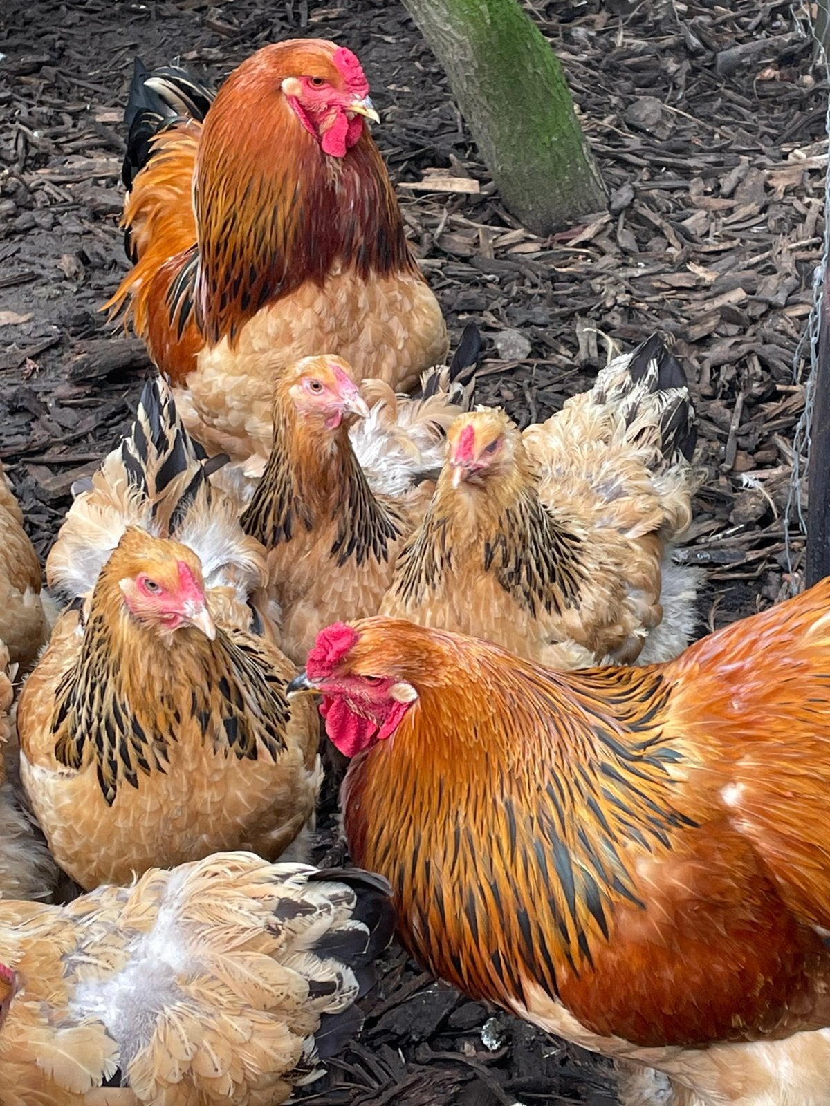 Brahma buff columbia, Dieren en Toebehoren, Pluimvee