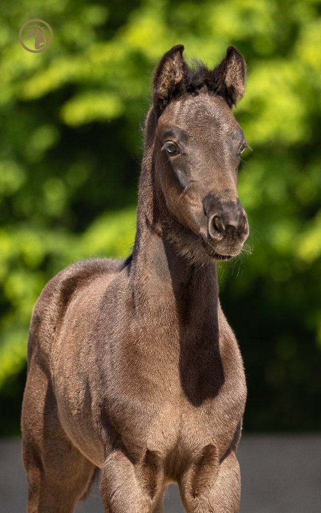 Merrieveulen (v. Royal dynamic), Dieren en Toebehoren, Merrie, Niet van toepassing, Dressuurpaard, 0 tot 2 jaar