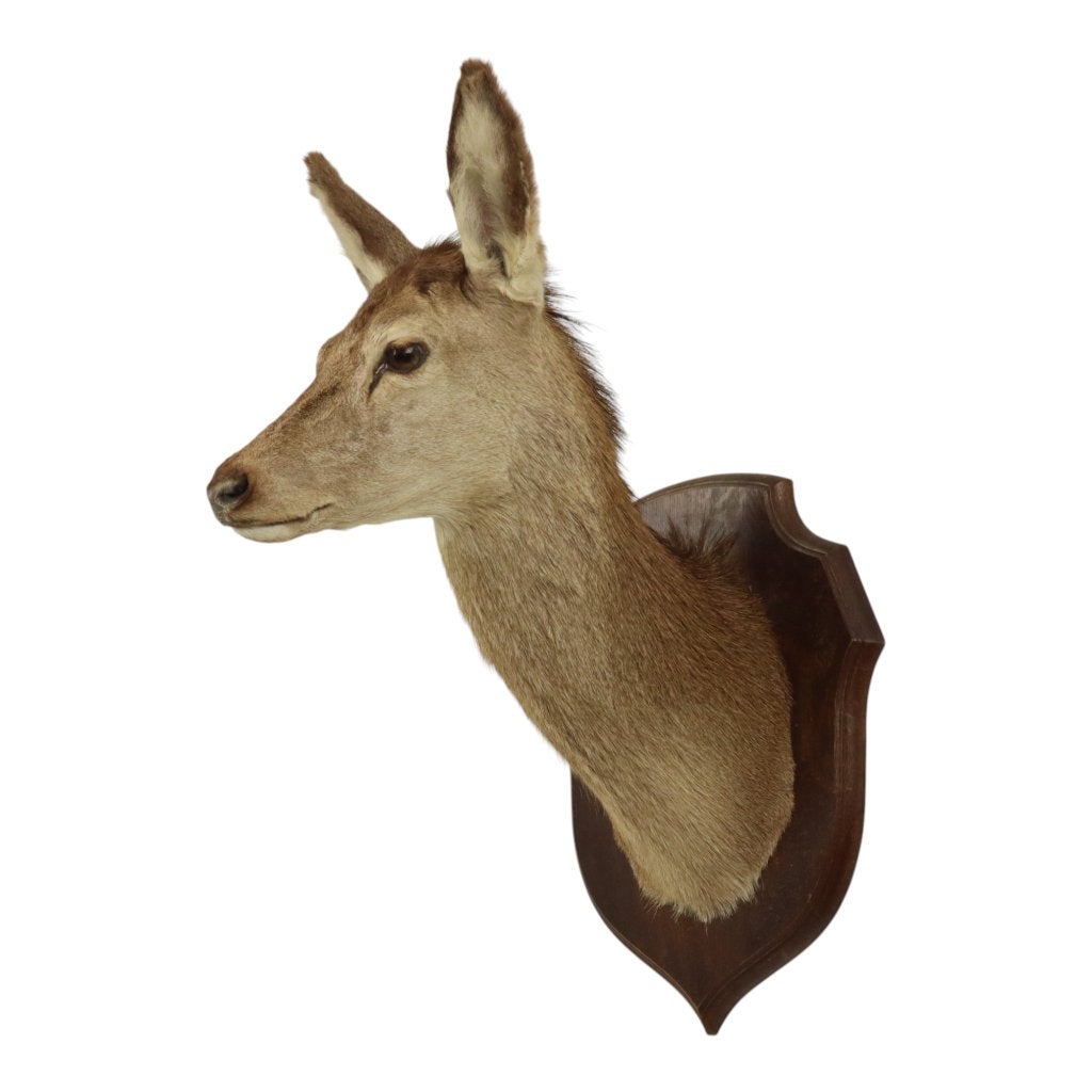 Vintage Edelhert Hertenkop Hinde Taxidermie Frankrijk, Ophalen, Gebruikt, Hert, Opgezet dier