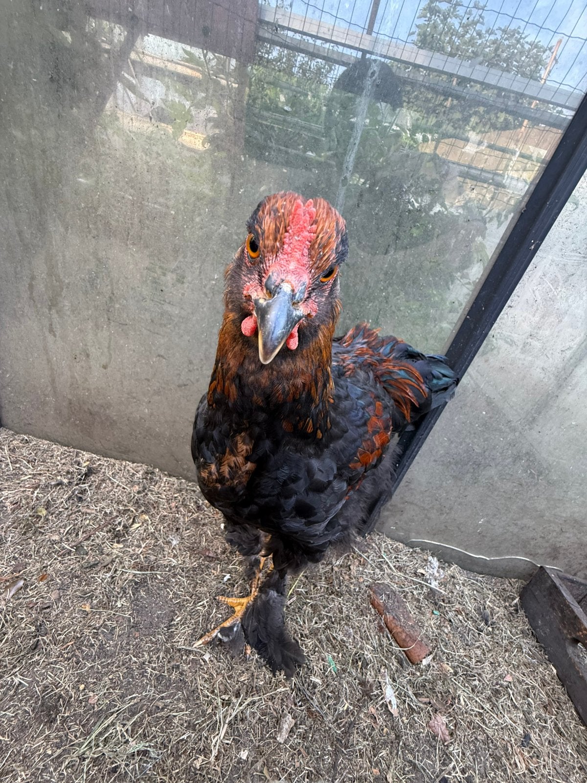 Brahma haan, Dieren en Toebehoren, Mannelijk, Kip