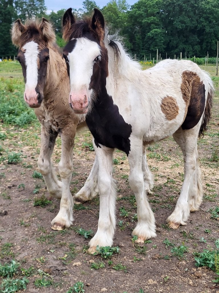 Meerdere sociale en lieve tinker/irish cob veulens, Moins de 160 cm, Plusieurs animaux, Avec pedigree, Ne s'applique pas