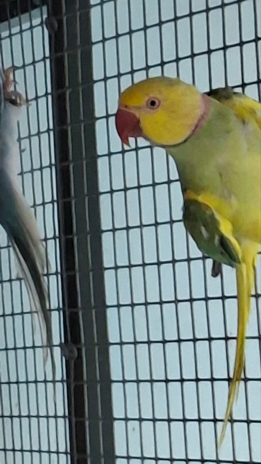 koppel halsbanden met 3 jongen