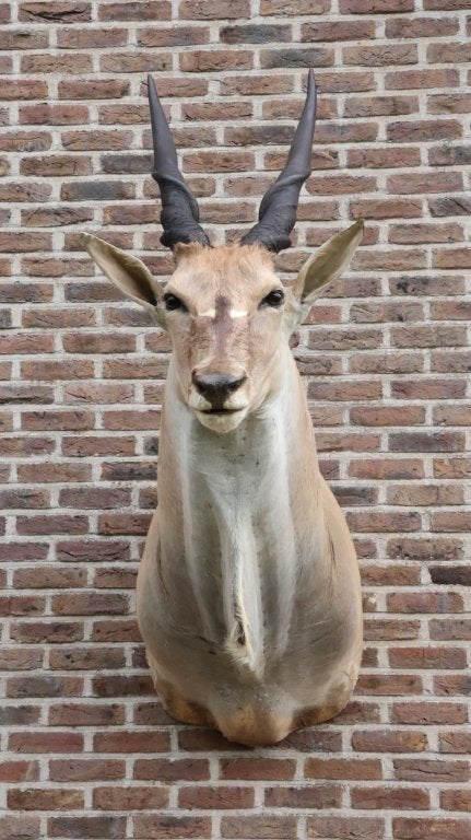 Taxidermie grote opgezette elandantilope, Collections, Enlèvement, Utilisé, Animal sauvage, Bois ou Tête