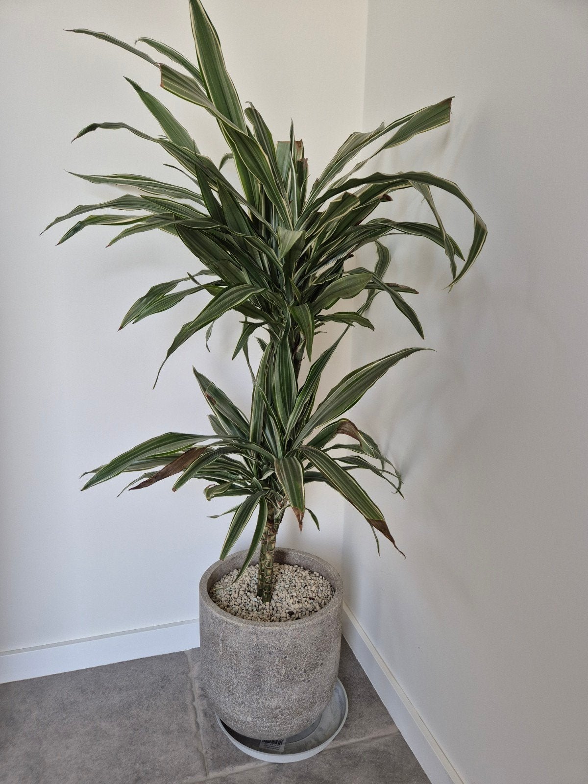 Kamerplant met pot voor groene vingers, Ophalen, 100 tot 150 cm, Overige soorten, Halfschaduw