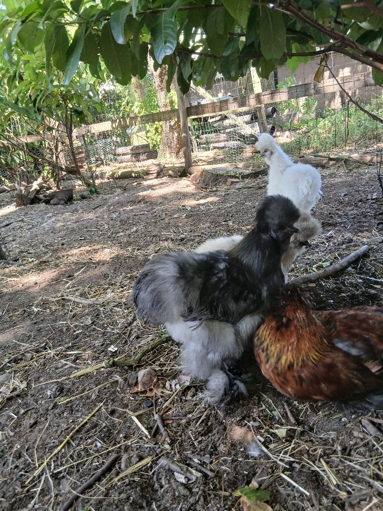 Zijdehoen haantje en kruising zijdehoen haantje, Dieren en Toebehoren, Pluimvee, Mannelijk, Kip