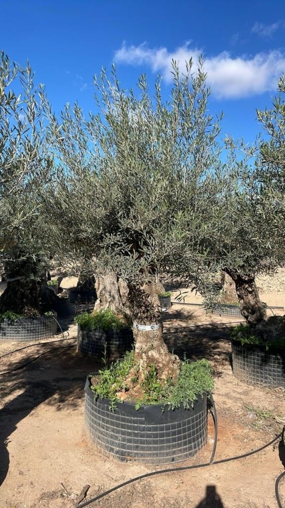 ‼️olijfbomen olea europaea aan stuntprijzen ‼️, Ophalen