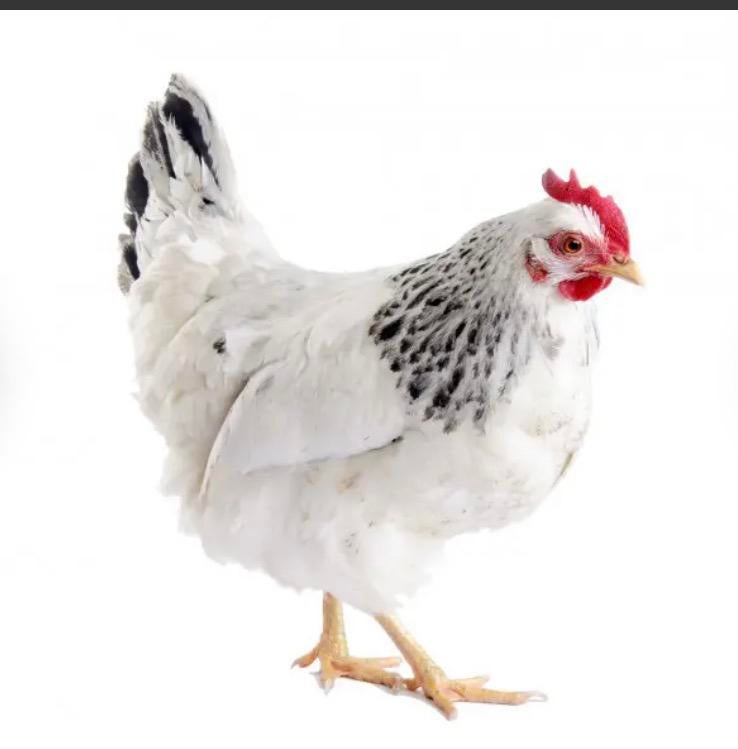 Sussex kip.     1 kip 15€, Dieren en Toebehoren, Pluimvee, Kip