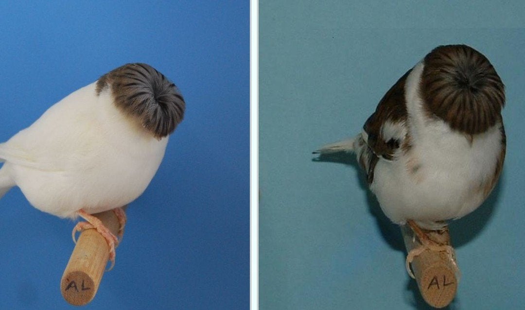 gezocht gloster, Dieren en Toebehoren, Postuurkanarie
