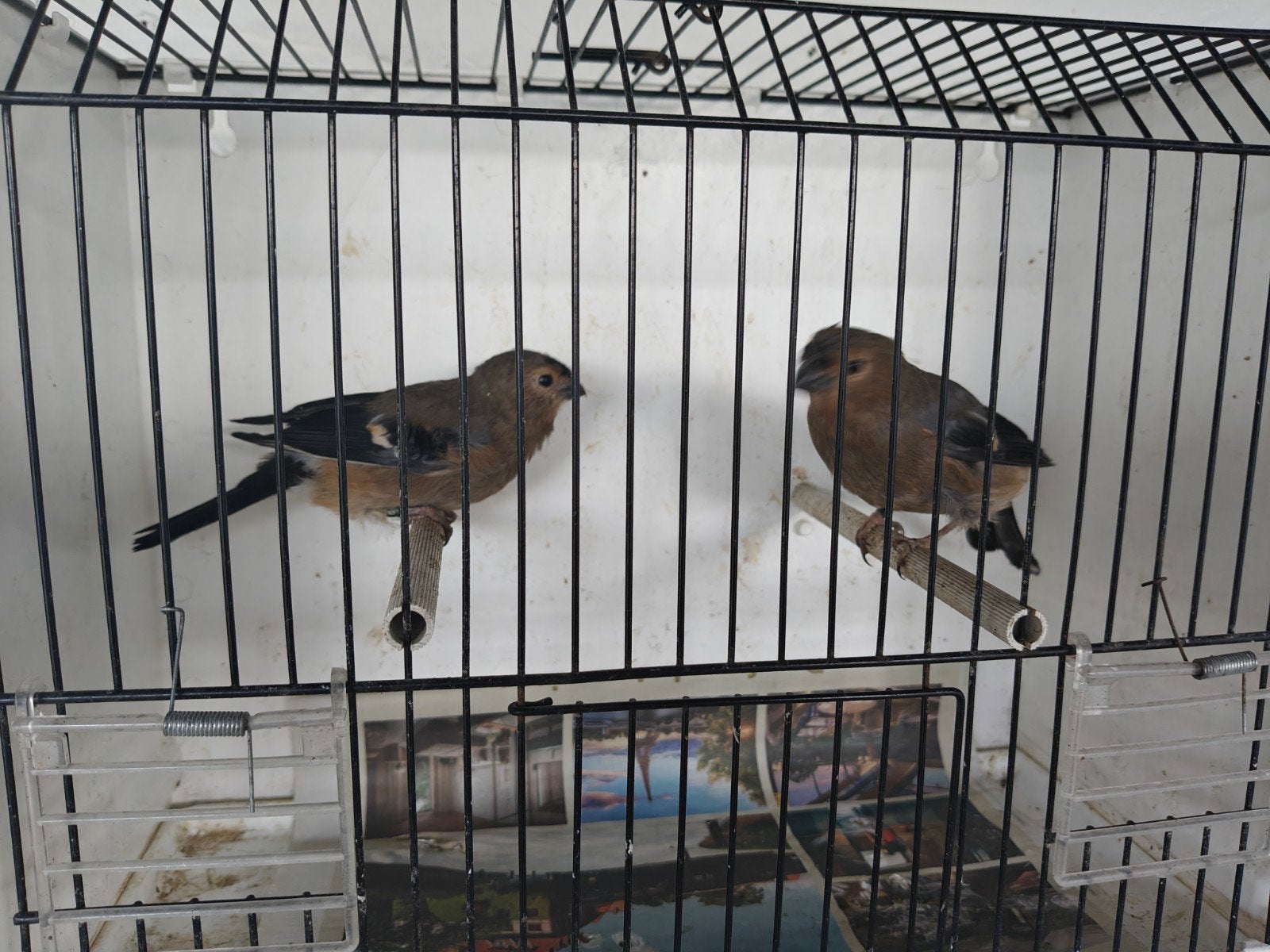 jonge wildkleur goudvinken