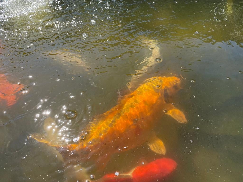 Etang, Ophalen, Gebruikt
