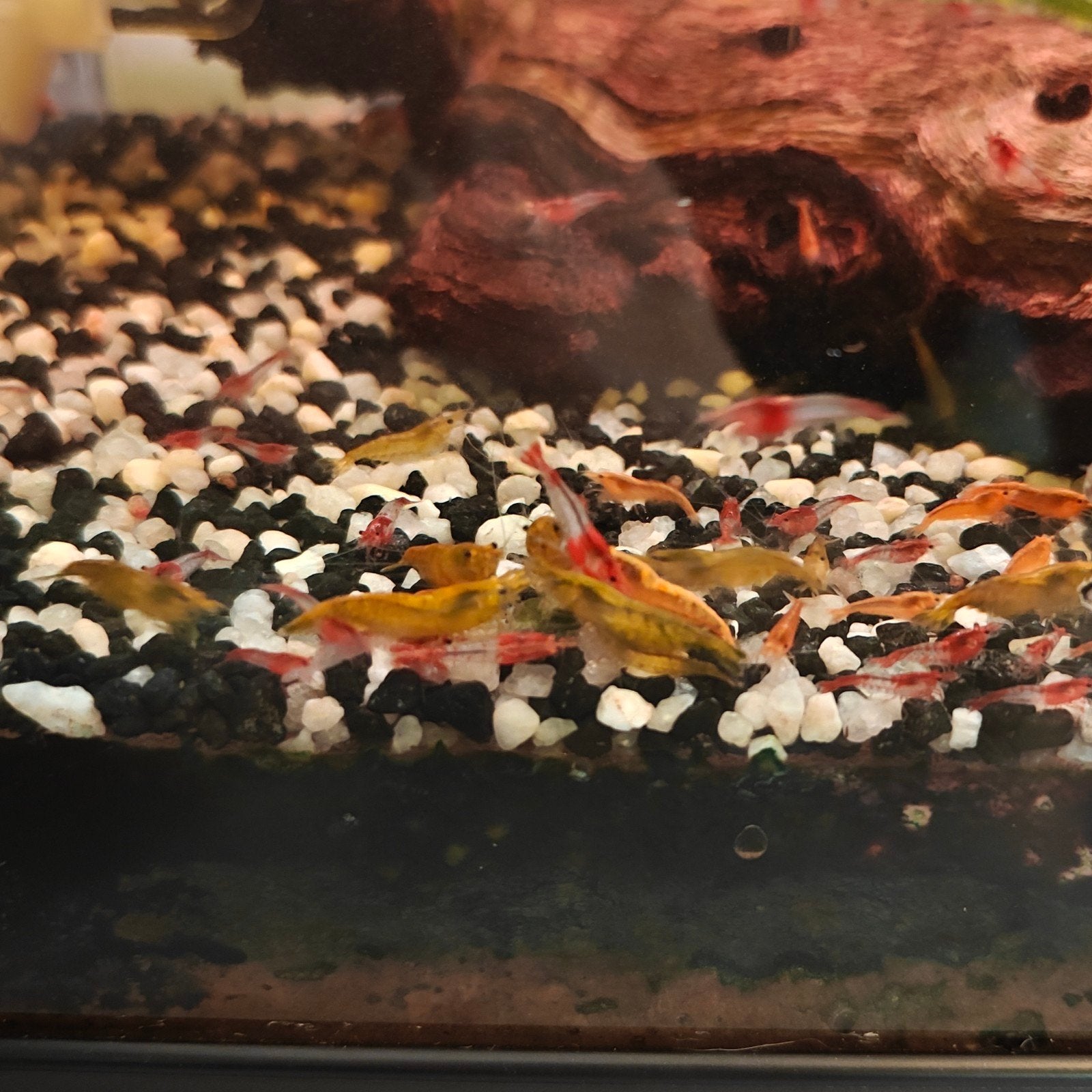 Neocaridina low grade mix, Dieren en Toebehoren, Kreeft, Krab of Garnaal, Zoetwatervis