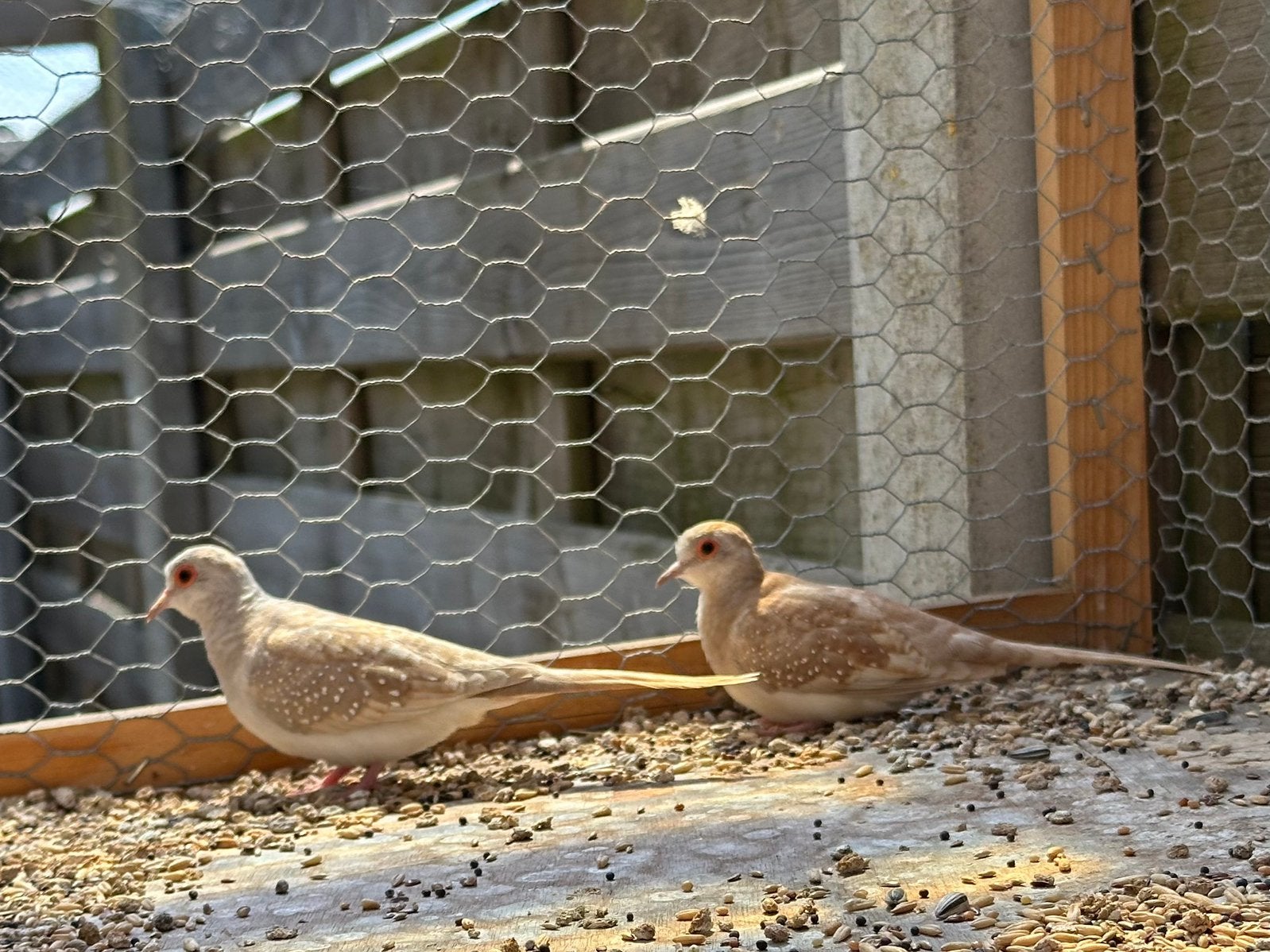 2 Diamantduifjes bruin-beige, Ophalen