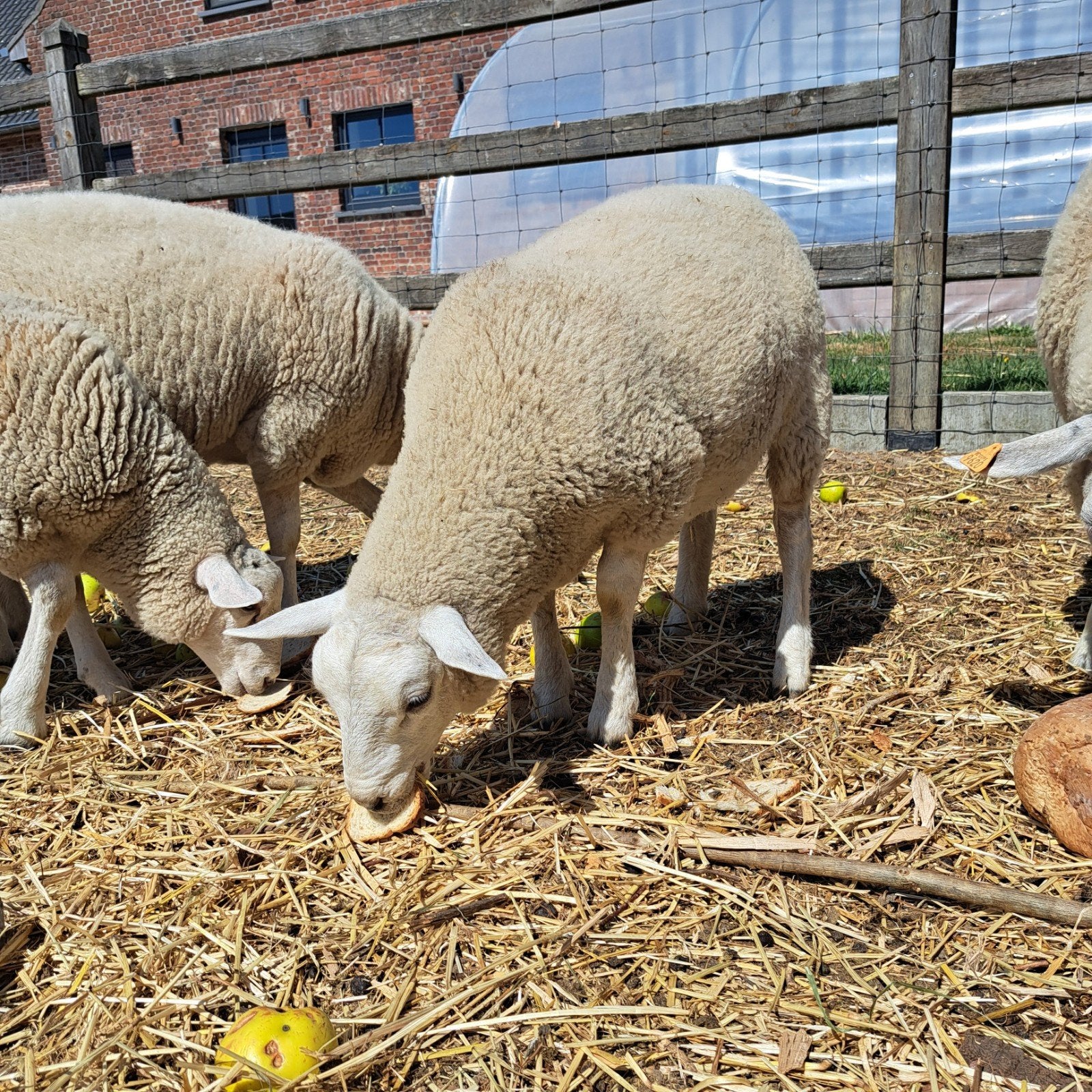 ooi lam, Animaux & Accessoires, Moutons, Chèvres & Cochons