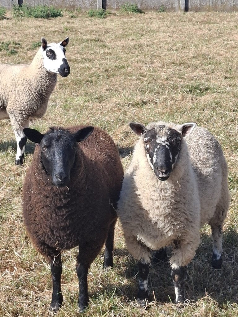Ooi te koop, Dieren en Toebehoren, Vrouwelijk, Schaap, 0 tot 2 jaar