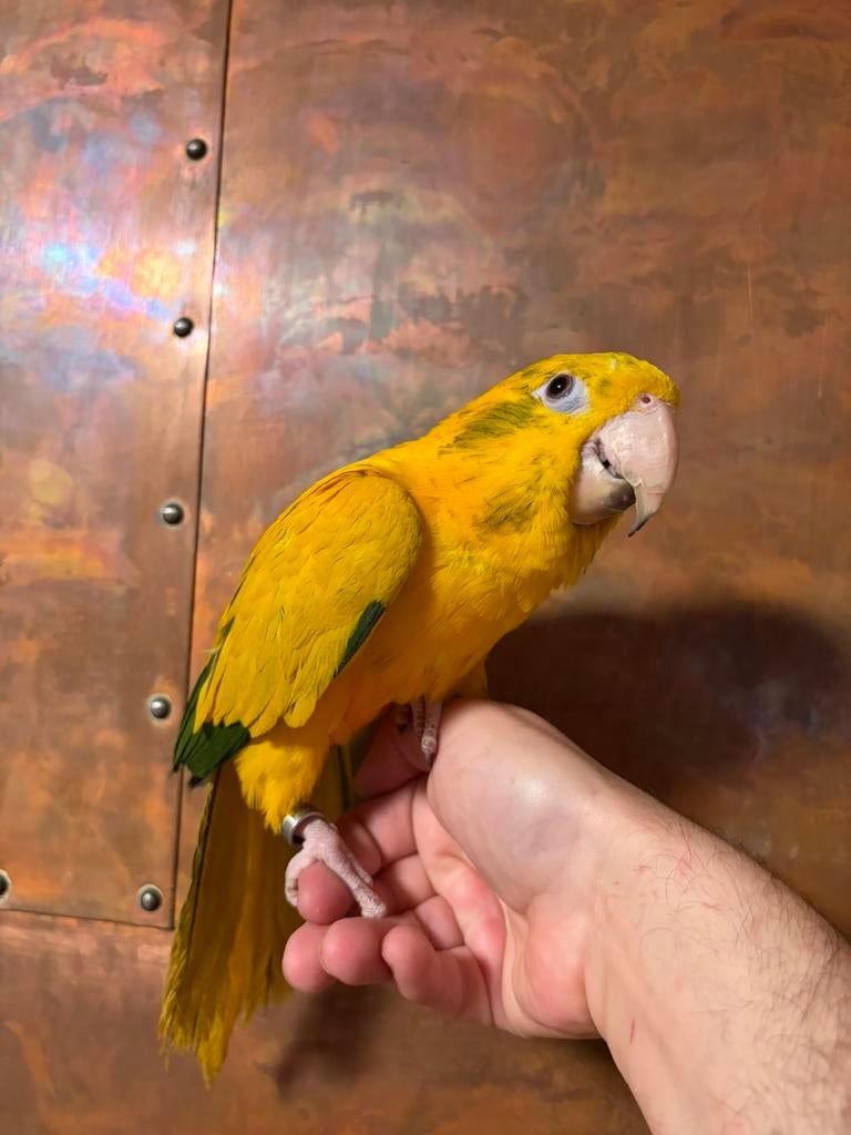 Handtamme jonge goudparkiet (guaruba guarouba), Dieren en Toebehoren, Vrouwelijk, Geringd