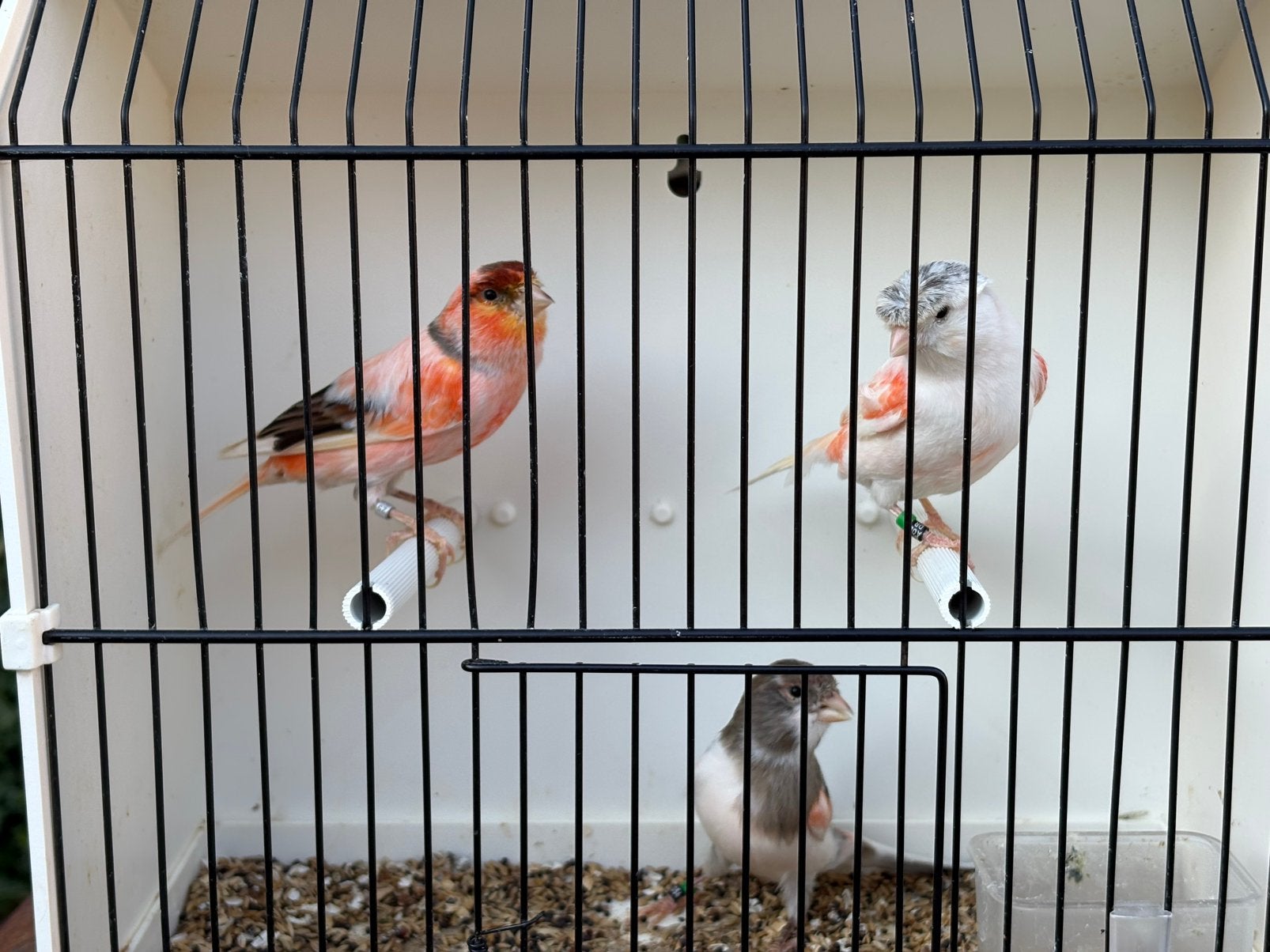 Harlekijn kanaries, Plusieurs animaux, Canari de couleur