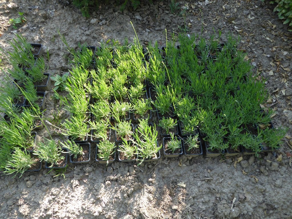 Lavendel, Tuin en Terras, Planten | Tuinplanten, Volle zon, Vaste plant, Zomer, Ophalen