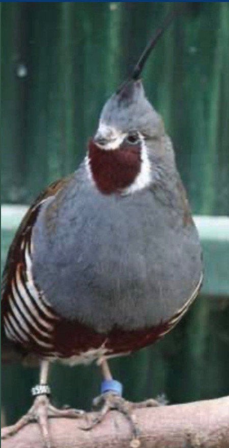6 bergkuif kuikens te koop, Geslacht onbekend, Wildzangvogel, Geringd