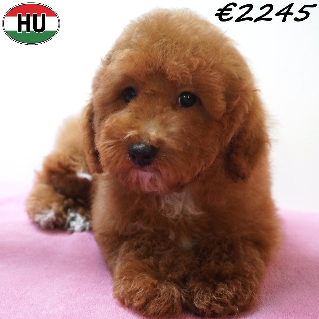 Chiots Caniche Nain (Rouge & Abricot) à vendre, 15 semaines à 1 an, Caniche, Plusieurs animaux, Plusieurs
