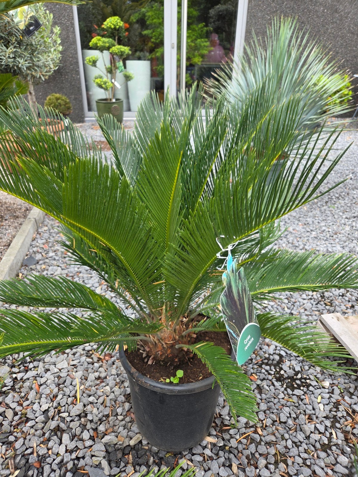 Cycas Revoluta - Vredespalm, Ophalen