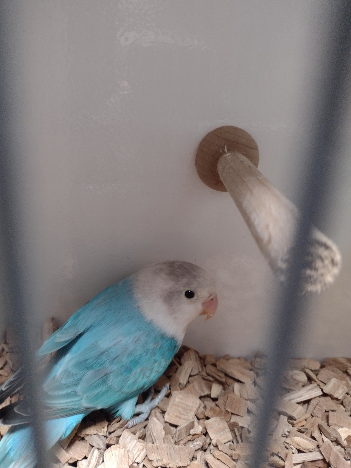 Mooie agapornis fischeri opaline blauw., Animaux & Accessoires, Mâle, Perroquet nain ou Inséparable, Bagué