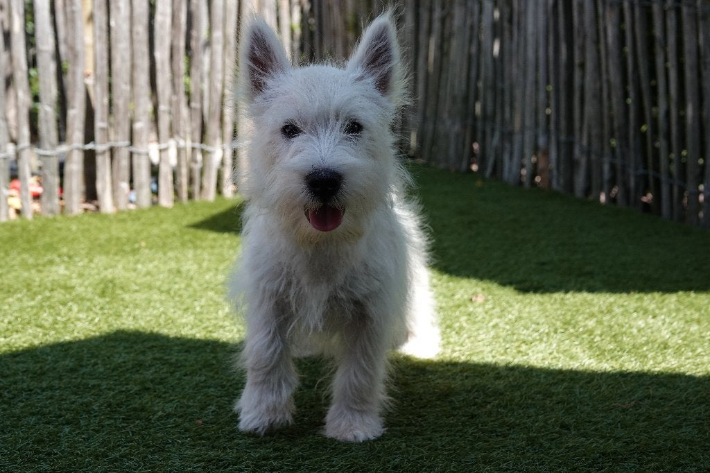 Magnifique chiot West Highland White Terrier (Westie), Chien (mâle), Maladie de Carré (chiens), Autres races, Belgique