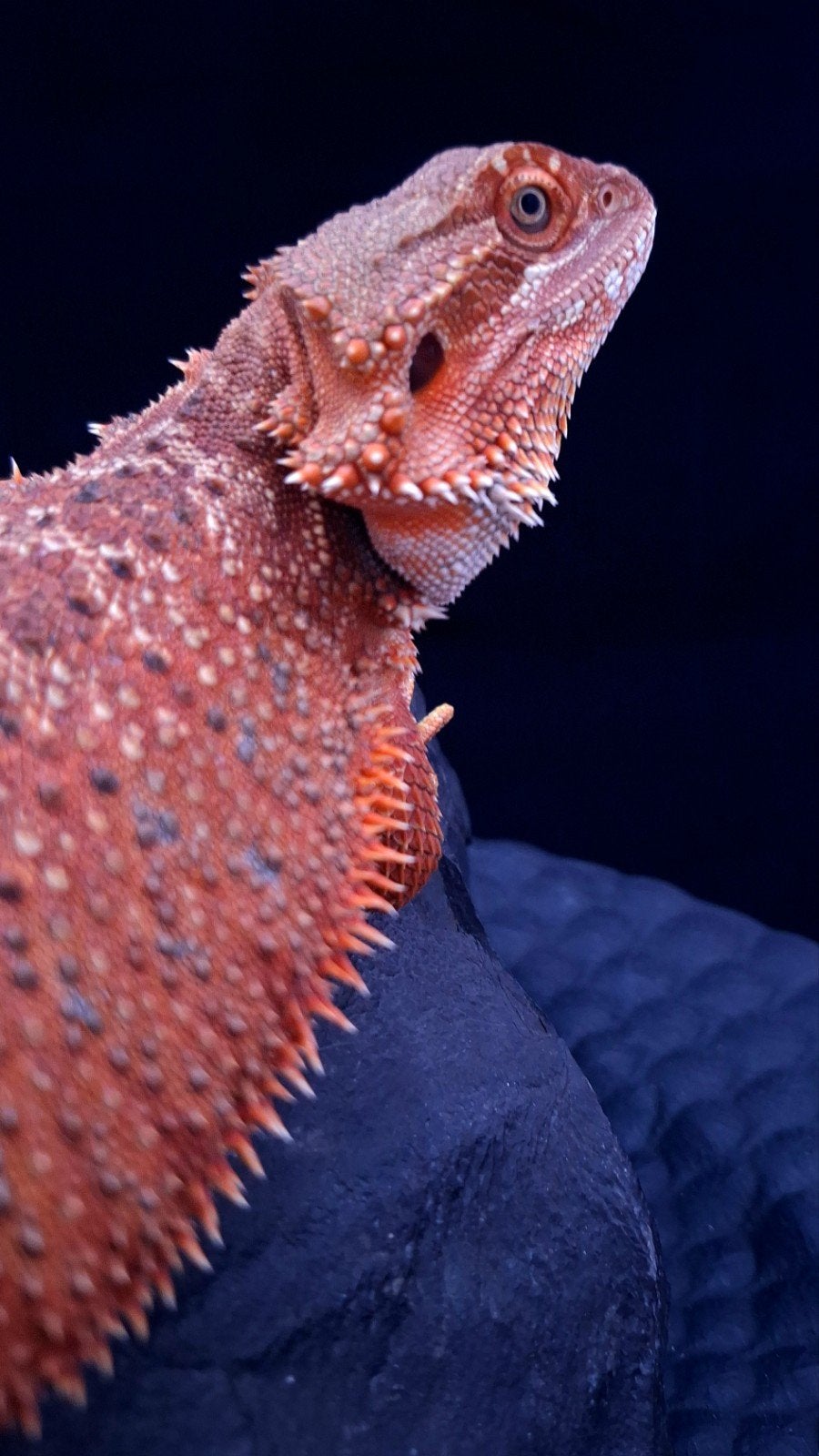 50 % Sauvez Monster it. Dragon barbu mâle HypoTrans, Animaux & Accessoires