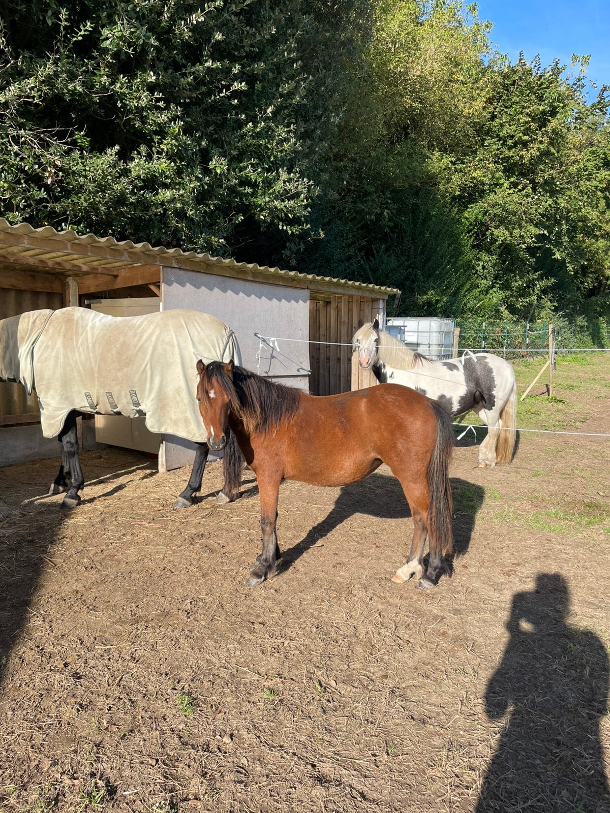 Merrie type welsh 1,5 jaar, Poney de récréation, Poney A (jusqu'à 1.17 m), 0 à 2 ans, Non dressé