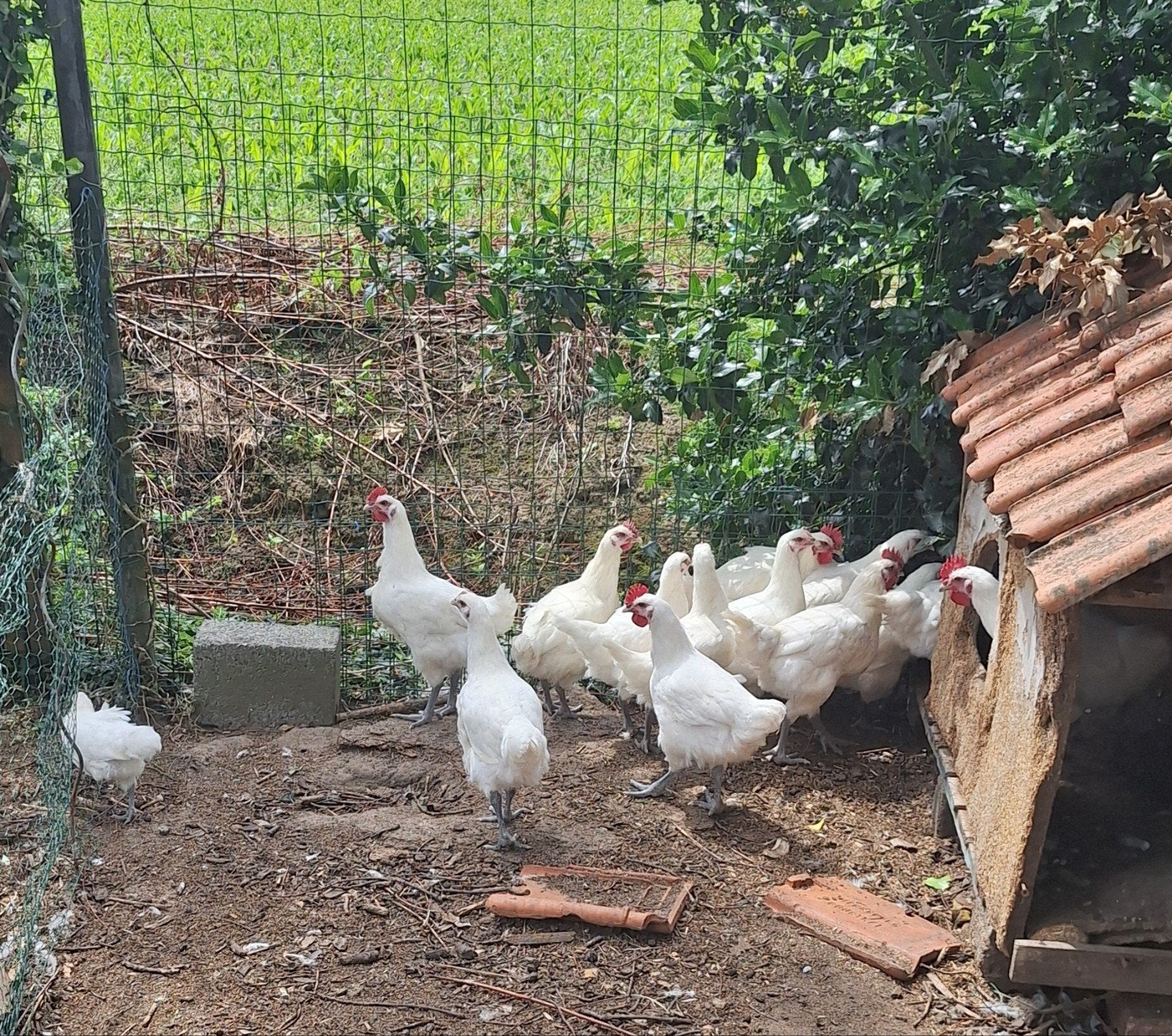 Ras zuiver Poule de bresse.