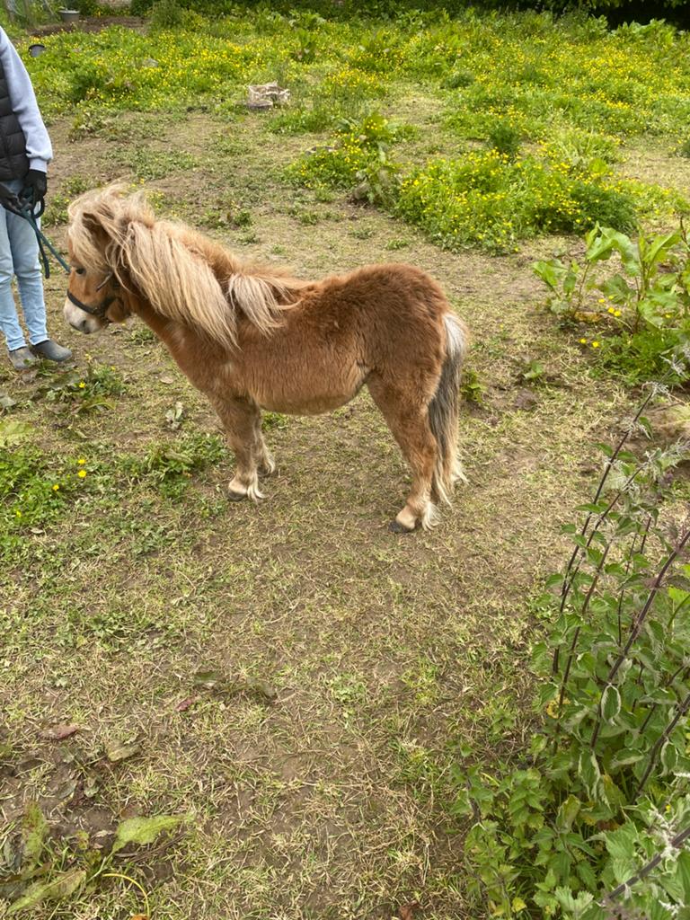 Chetlander hengstje, Dieren en Toebehoren, Hengst, Gechipt