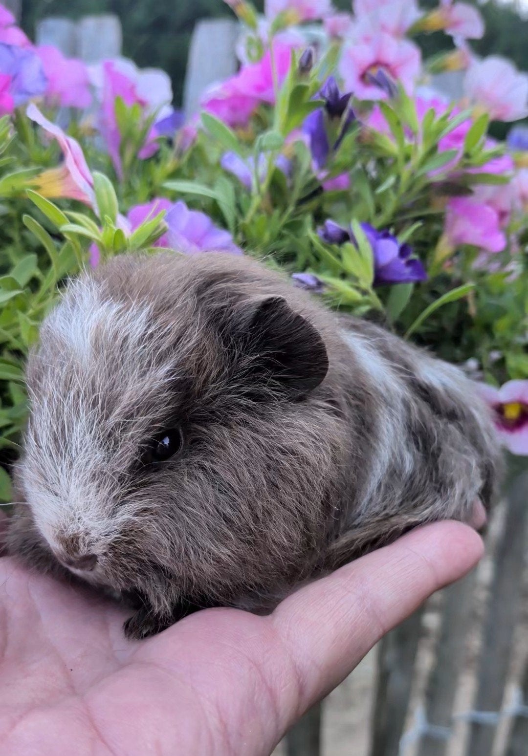 Baby ch Teddy cavia zeugje meisje, Domestique, Cobaye, Juillet, Femelle