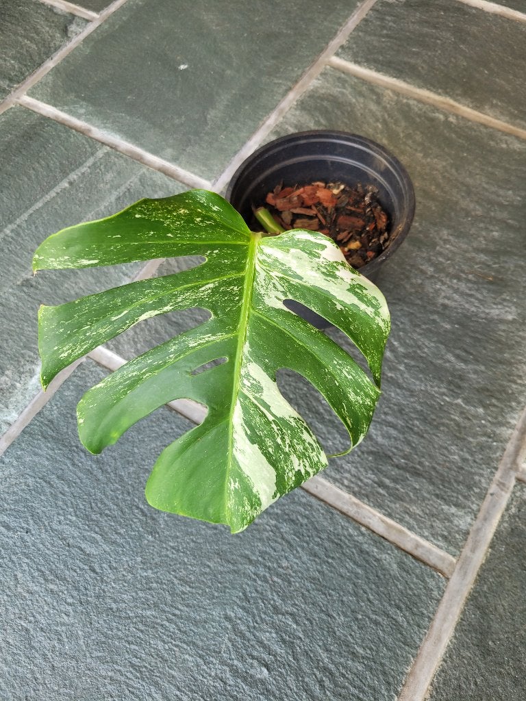 Monstera  variegated  albo  plante, Maison & Meubles, Plantes d'intérieur, Plante potagère, En pot, Moins de 100 cm, Enlèvement
