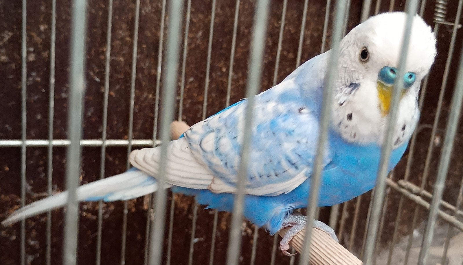 Grasparkiet blauw wit man 2026, Mâle, Perruche