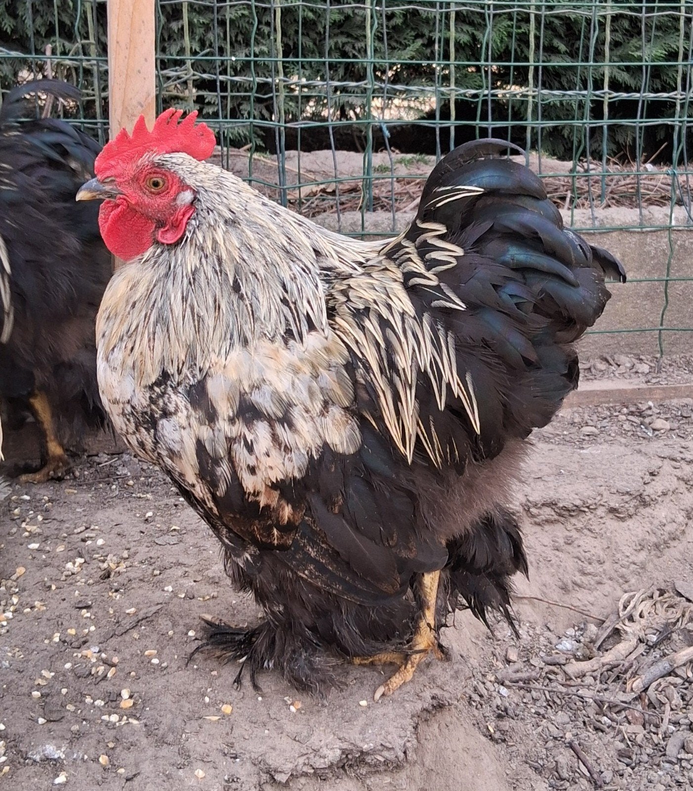 Gratis cochin krielhaantjes, Dieren en Toebehoren