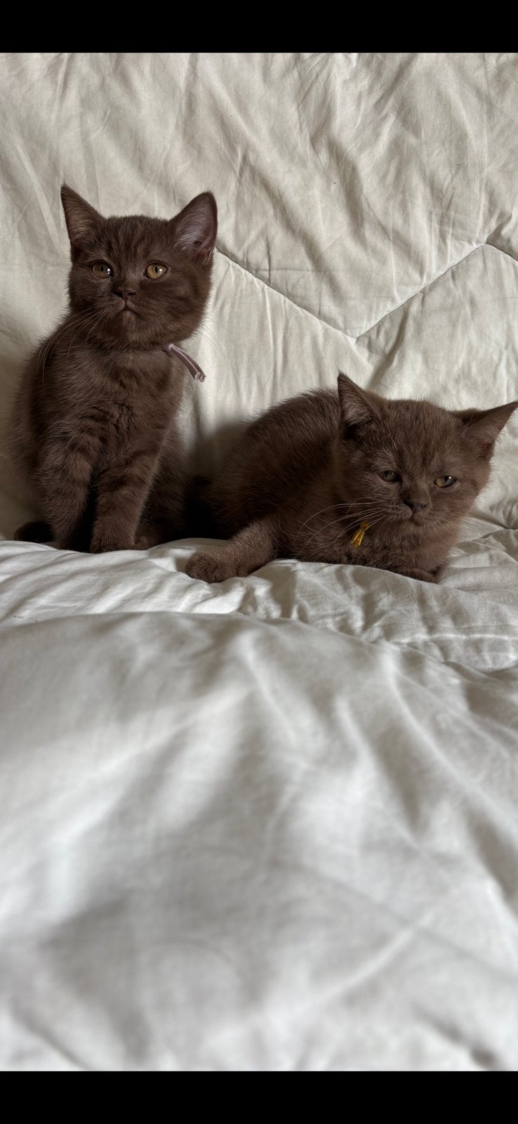 Brise korthaar kitten, Poes, Gechipt, 0 tot 2 jaar