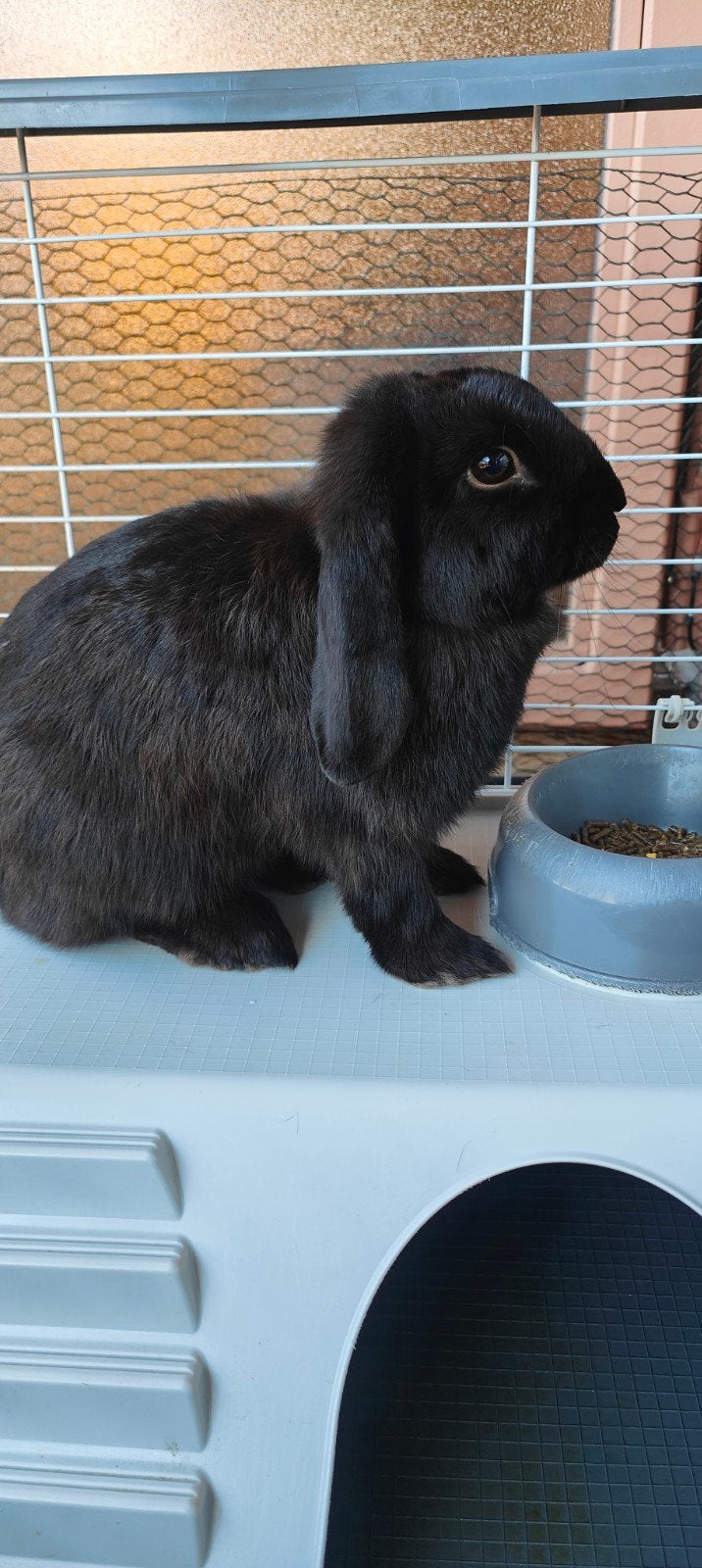 LUNA konijn, Dieren en Toebehoren, Vrouwelijk, Dwerg, Hangoor, 0 tot 2 jaar