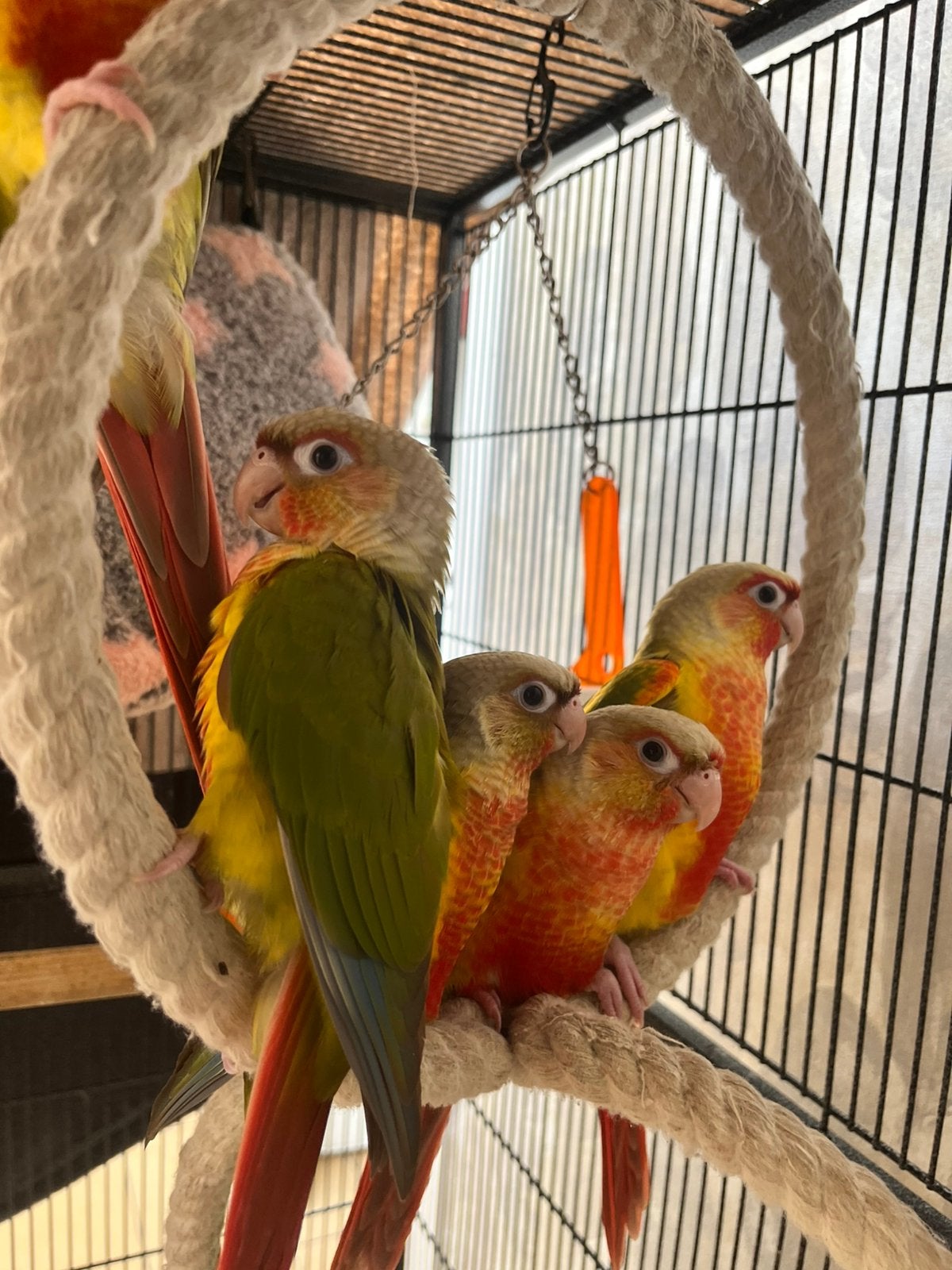 Conure pyrrhura molinae EAM, Animaux & Accessoires, Mâle