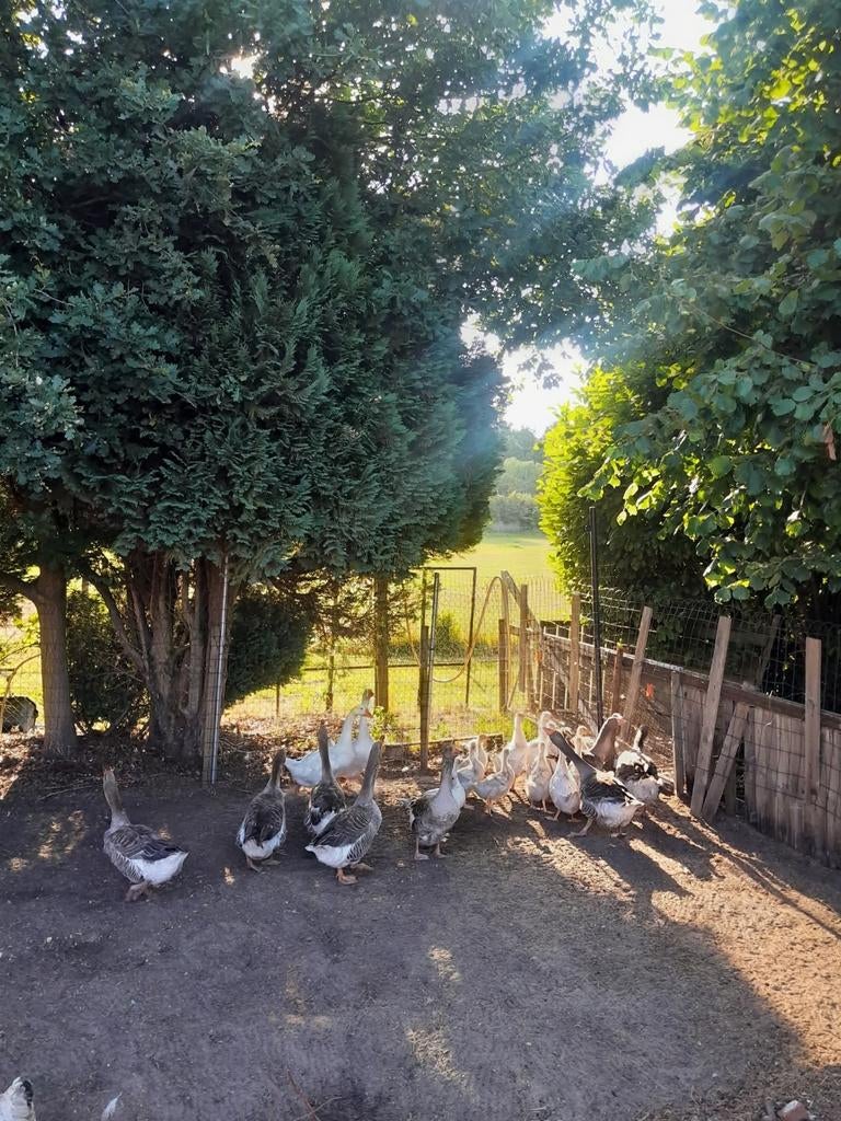 Ganzen gans witte ganzen, Dieren en Toebehoren