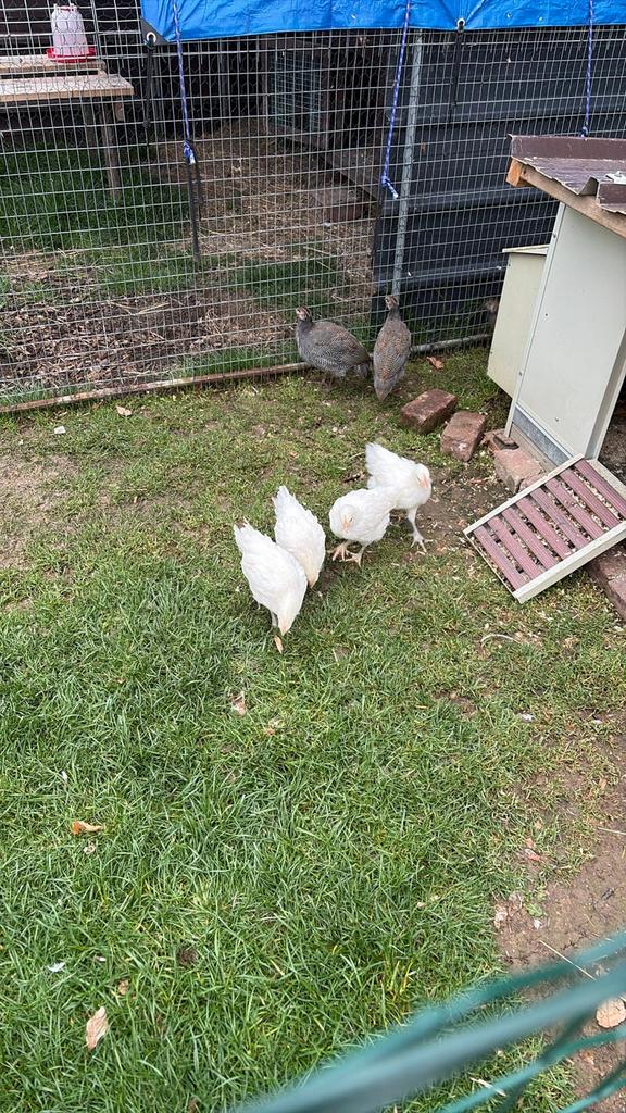 Piscine de Bresse, Plusieurs animaux, Poule ou poulet