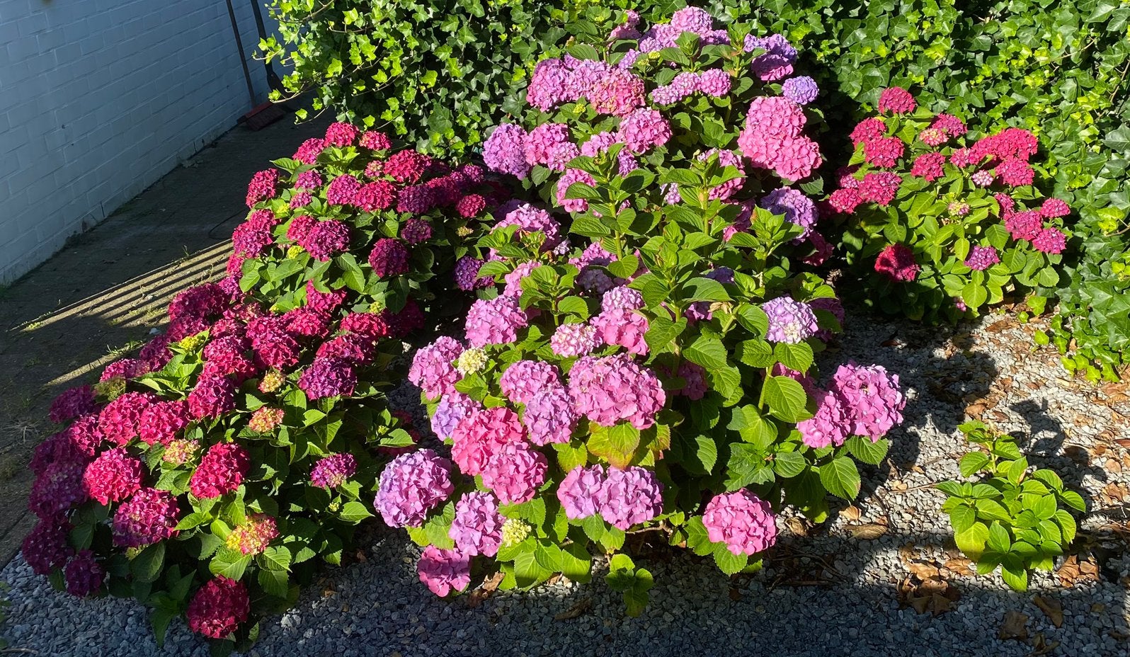 6 hortensia’s, Tuin en Terras, Ophalen