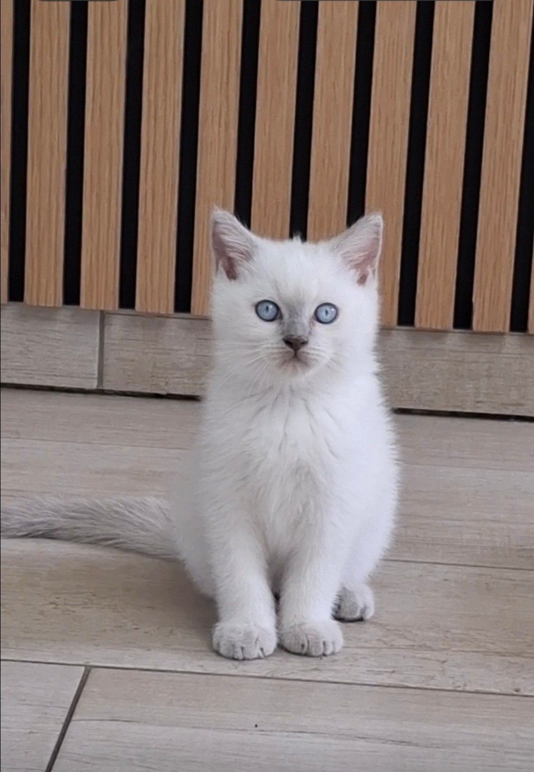 Chatons britanniques à poil court « Blue point », Plusieurs animaux, Avec puce électronique, 0 à 2 ans
