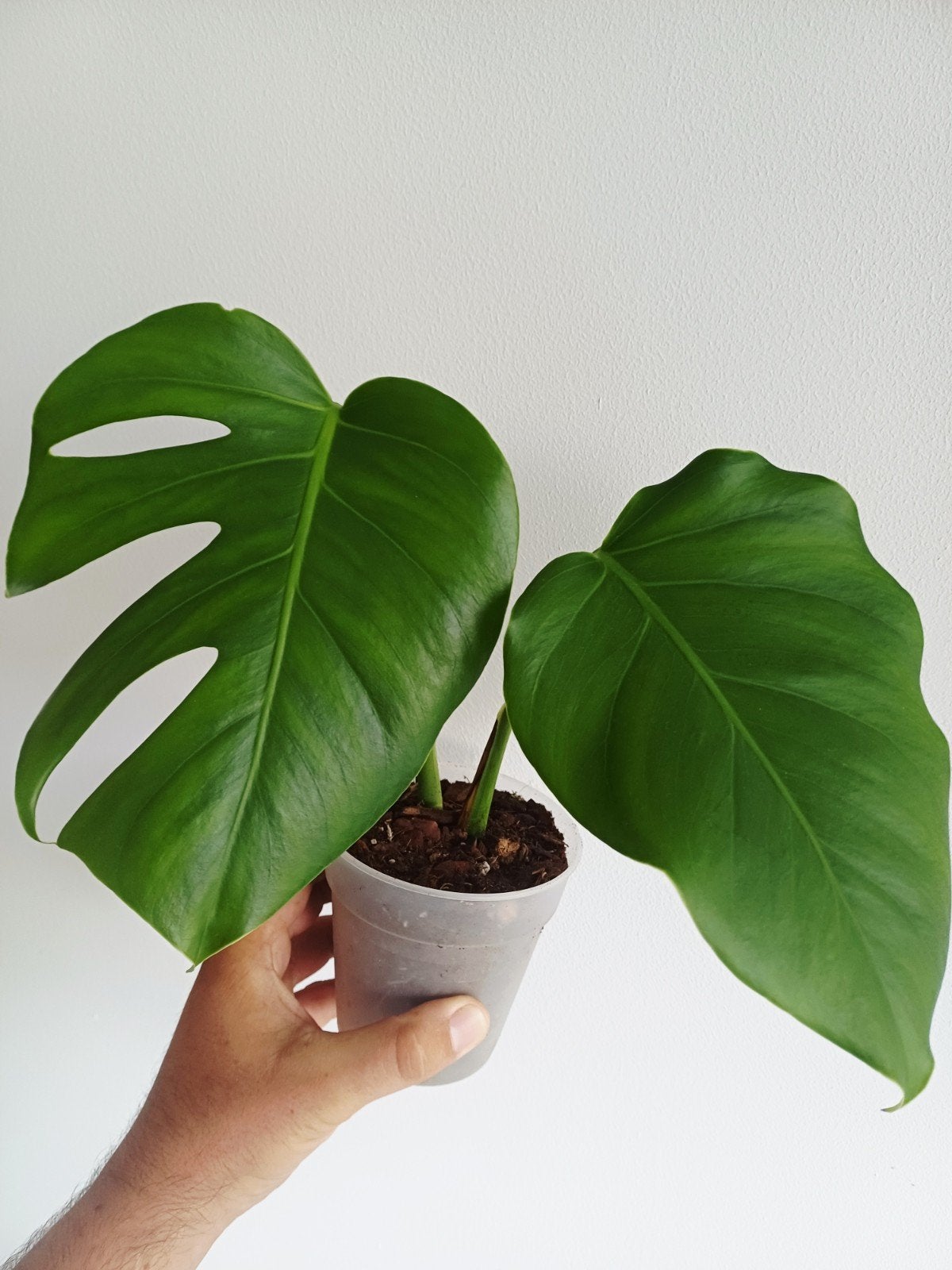 Monstera Compacta, Autres espèces, En pot, Enlèvement ou Envoi, Moins de 100 cm