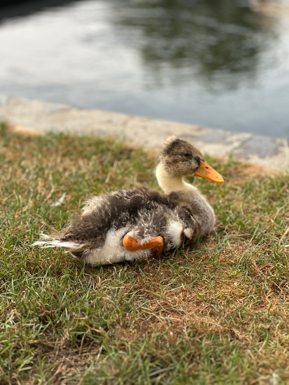 3 Oud-Hollandse kuifeend kuikens, Dieren en Toebehoren, Pluimvee, Meerdere dieren, Eend