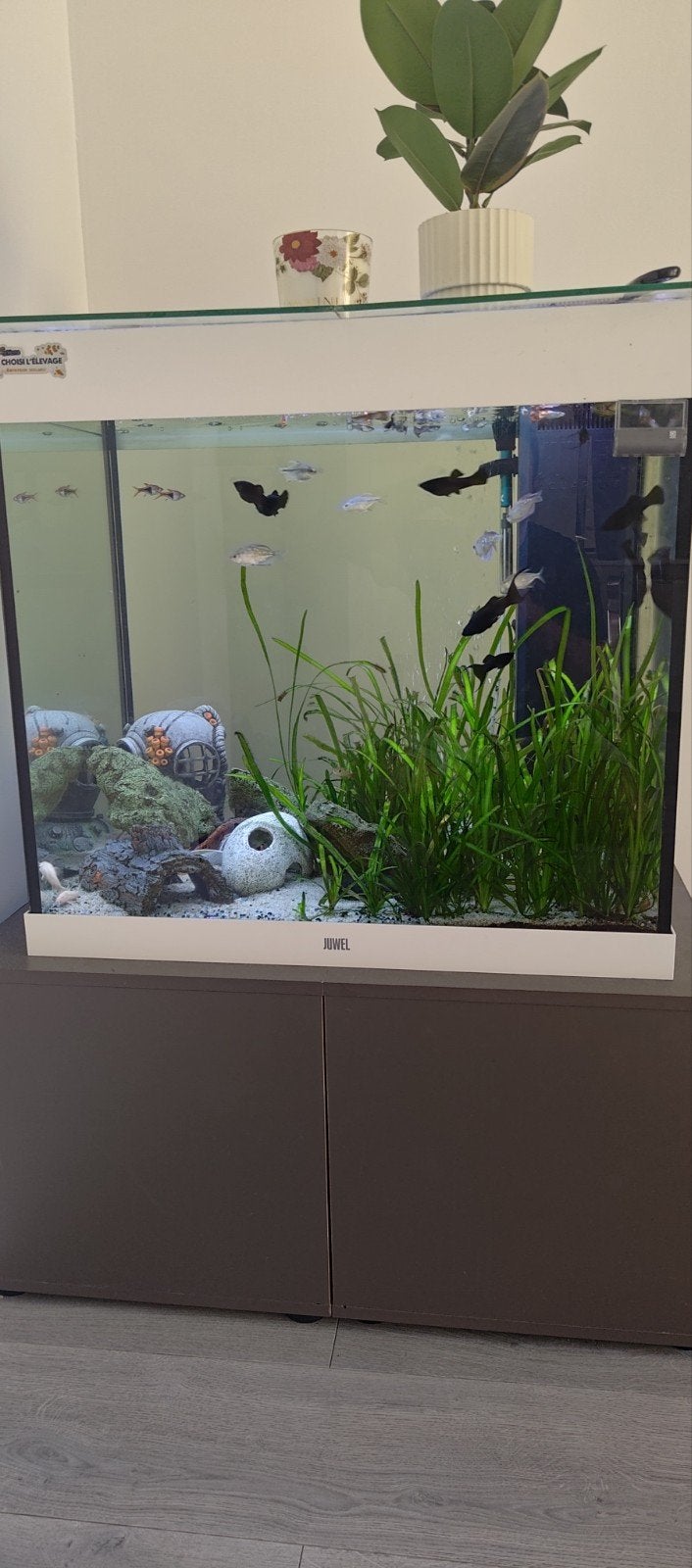 À vendre – Aquarium JUWEL 200 litres complet – 200 €, Pompe, Enlèvement, Utilisé, Gravier, Sable ou Substrat