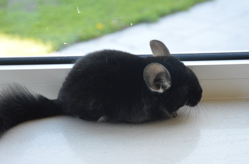 chinchilla's in div kleuren, Chinchilla, Juli, Meerdere dieren, Tam