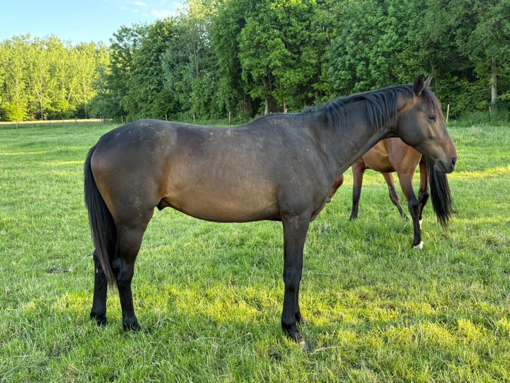 Extreme US x Bretton woods geb. 2024, Dieren en Toebehoren, Paarden, Hengst, 0 tot 2 jaar, Dressuurpaard